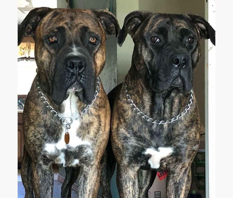 Embark Dog DNA Test Breed