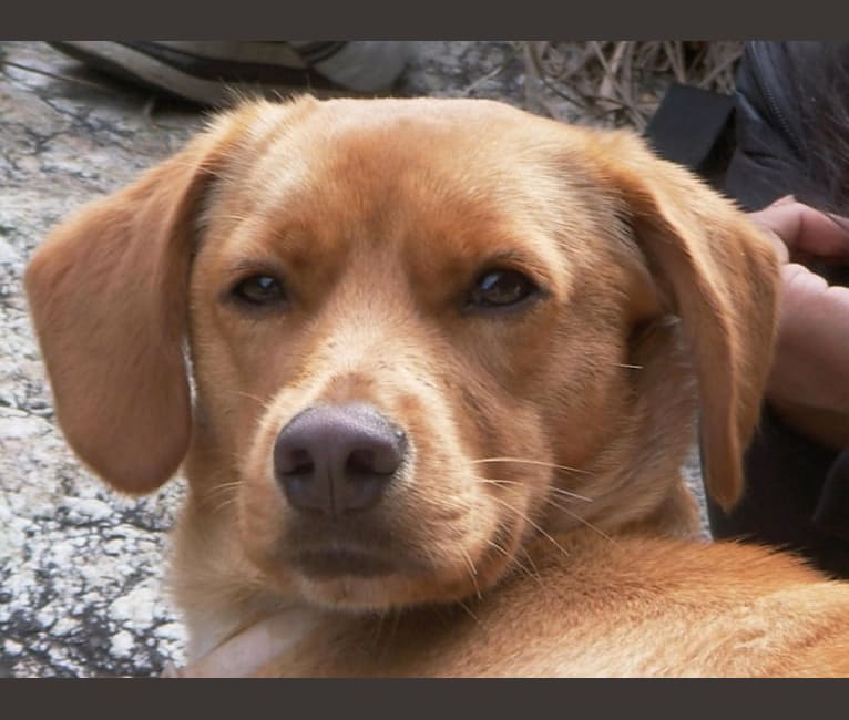 Banya, a Cocker Spaniel and Jindo mix tested with EmbarkVet.com