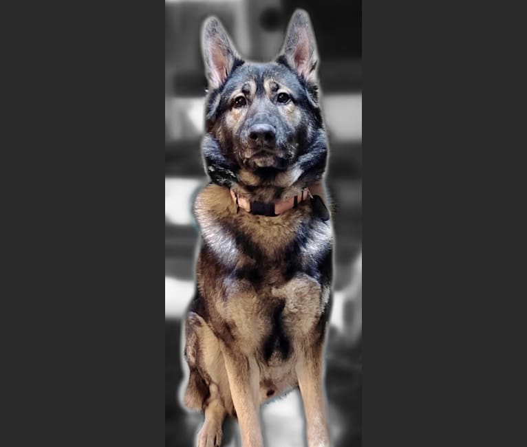 Tundra dog on sale