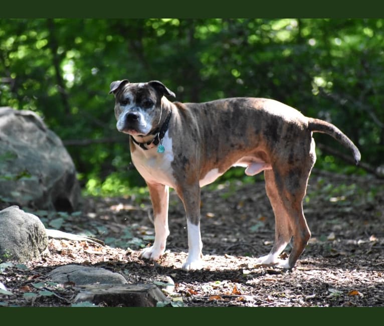 Jackson, an American Pit Bull Terrier and Bulldog mix tested with EmbarkVet.com
