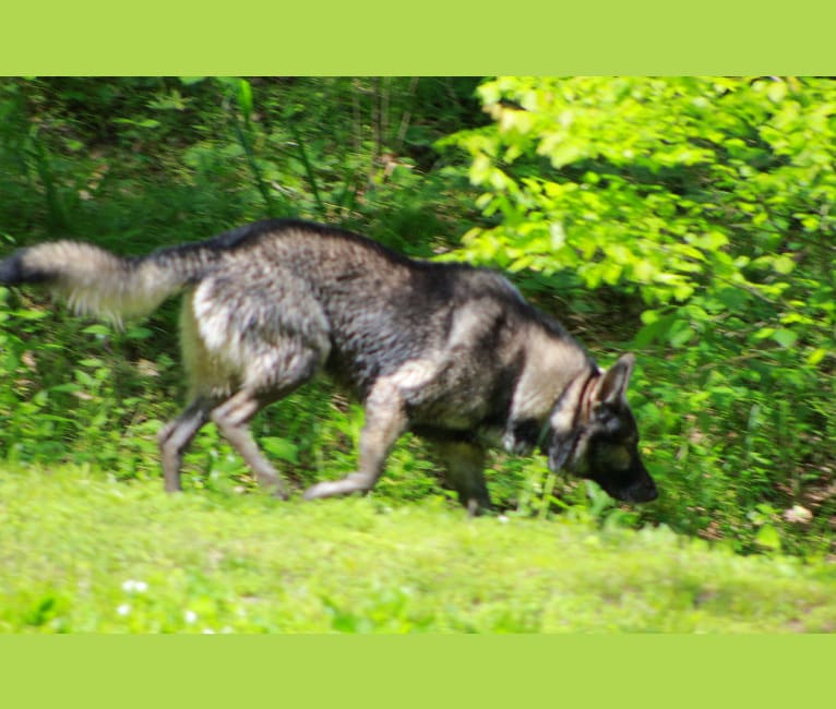 Photo of Tundra, a German Shepherd Dog mix in Tennessee, USA