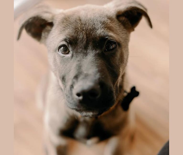 Jones, a Labrador Retriever and German Shepherd Dog mix tested with EmbarkVet.com
