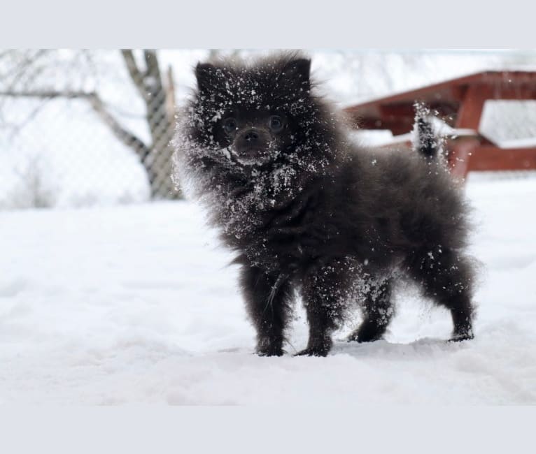Luka, a Pomeranian tested with EmbarkVet.com
