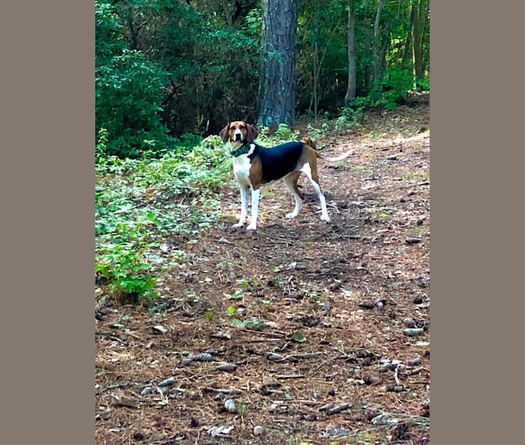 Photo of Roxy, a Treeing Walker Coonhound  in Roanoke, Virginia, USA