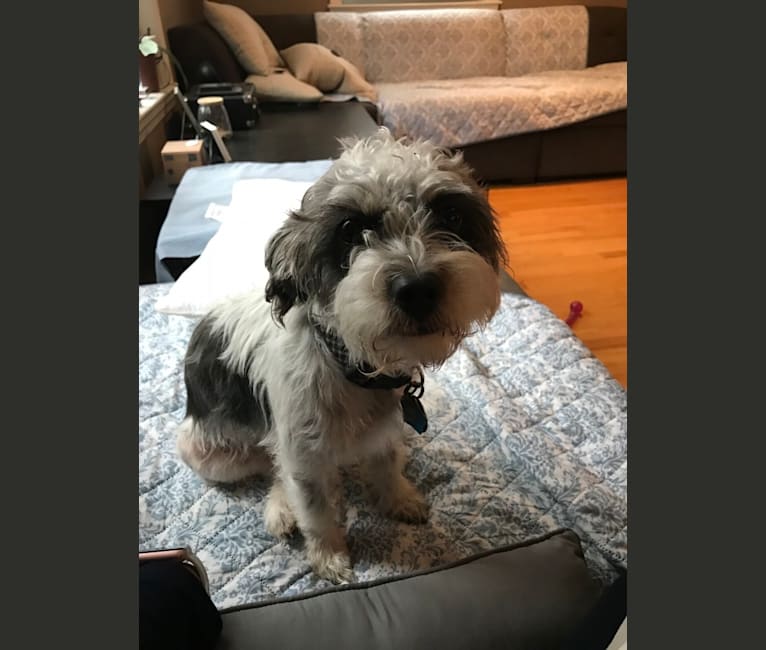 Photo of Max, a Shih Tzu, Poodle (Small), Cocker Spaniel, and Mixed mix in Puerto Rico