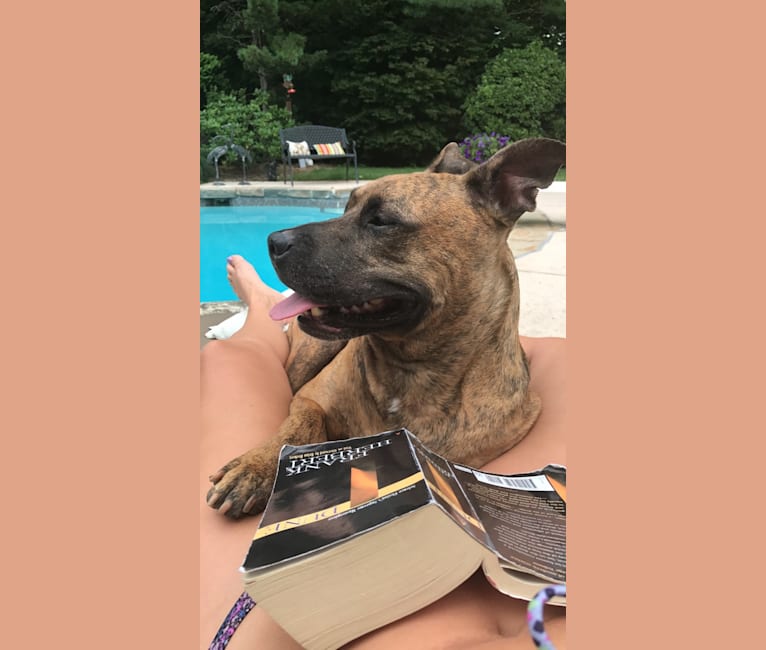 embark dog dna test breed