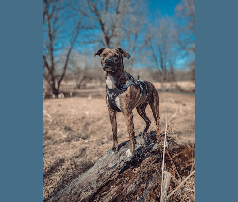 Wren, a Catahoula Leopard Dog and Rottweiler mix tested with EmbarkVet.com