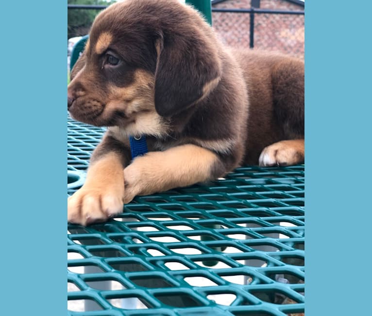 Husky bloodhound mix sale