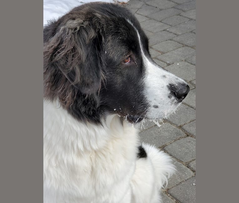 Isabel, a Pyrenean Mastiff tested with EmbarkVet.com