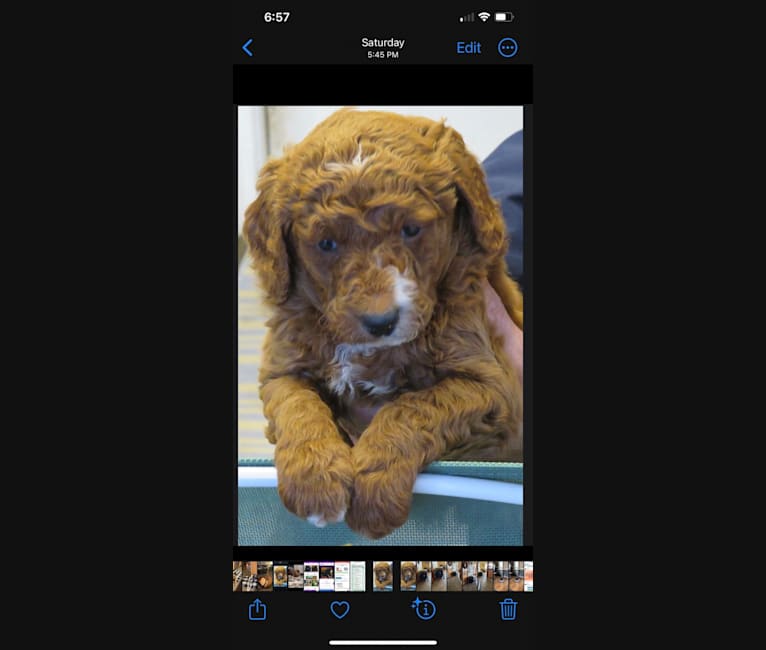 Figgy, a Goldendoodle tested with EmbarkVet.com