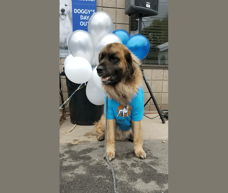 Photo of Countryhills Winston, a Leonberger  in Red Deer, AB, Canada
