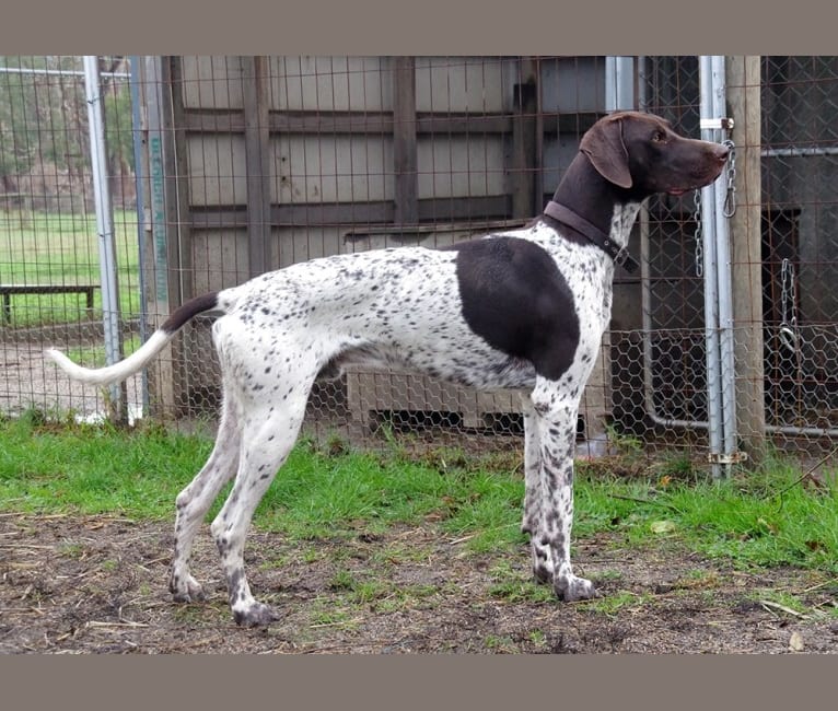 Photo of Crixus, a German Shorthaired Pointer and Alaskan-type Husky mix in Uleybury SA, Australia