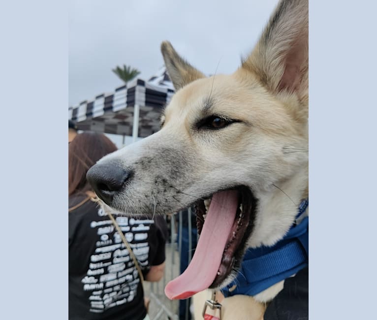 Zima, a Siberian Husky and German Shepherd Dog mix tested with EmbarkVet.com