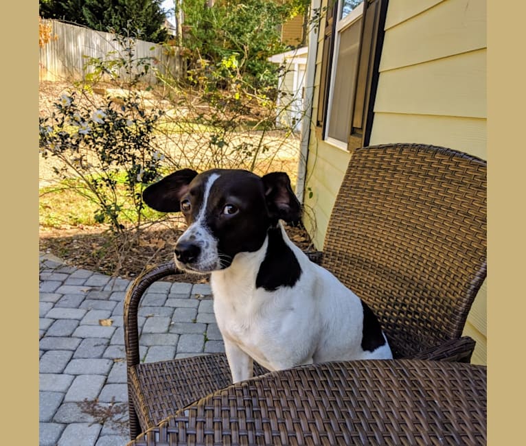 Oliver, a Rat Terrier and Beagle mix tested with EmbarkVet.com