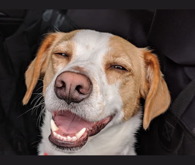 Leo, a Beagle and Labrador Retriever mix tested with EmbarkVet.com