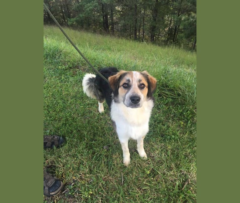 Odin, an American Foxhound and Australian Shepherd mix tested with EmbarkVet.com