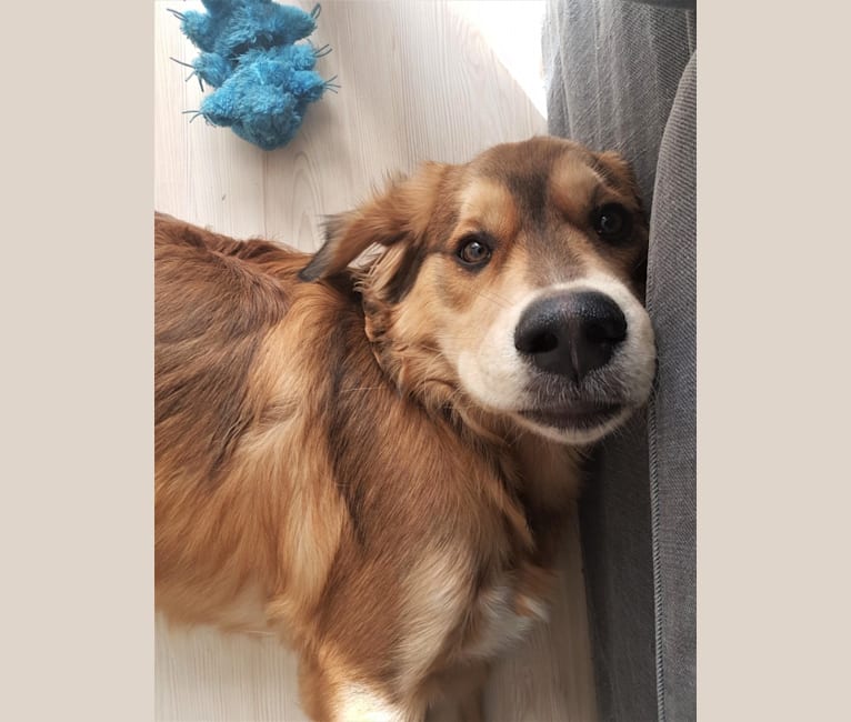 Embark Dog Dna Test Breed