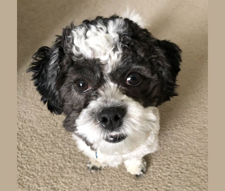 Jackson, a Zuchon tested with EmbarkVet.com