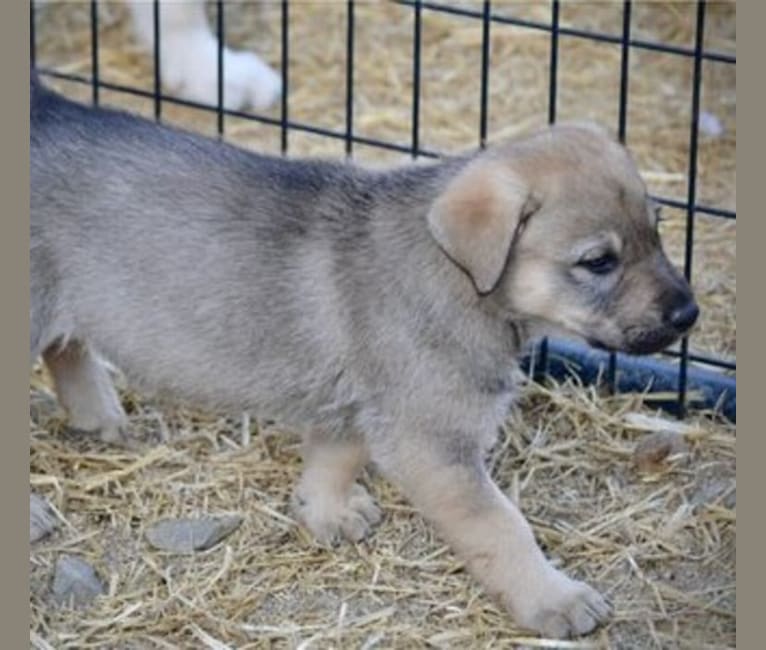 Excavator, a German Shepherd Dog and Labrador Retriever mix tested with EmbarkVet.com