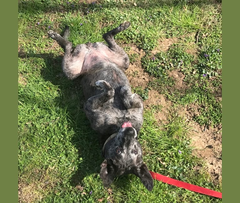 Embark Dog DNA Test - Breed