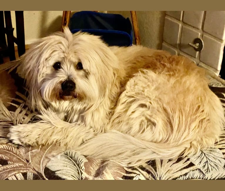 Kimo, a Lhasa Apso and Chow Chow mix tested with EmbarkVet.com