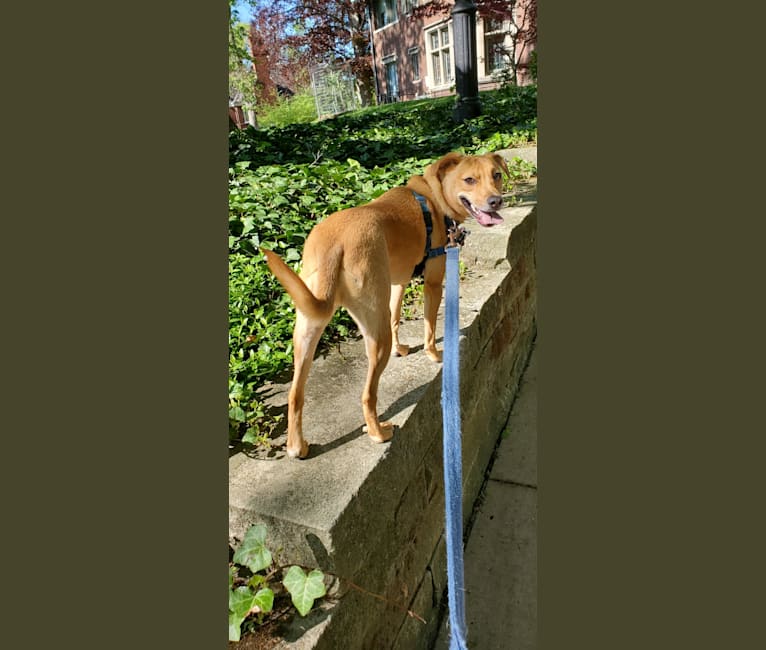 Photo of Maggie Mae, a Mountain Cur, Russell-type Terrier, Labrador Retriever, and Mixed mix in Athens, Tennessee, USA