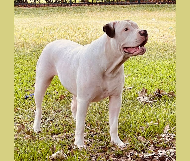 Callie, an American Bulldog tested with EmbarkVet.com
