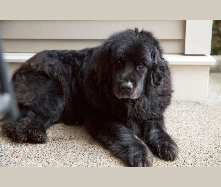 Ellie, a Golden Retriever and Tibetan Mastiff mix tested with EmbarkVet.com