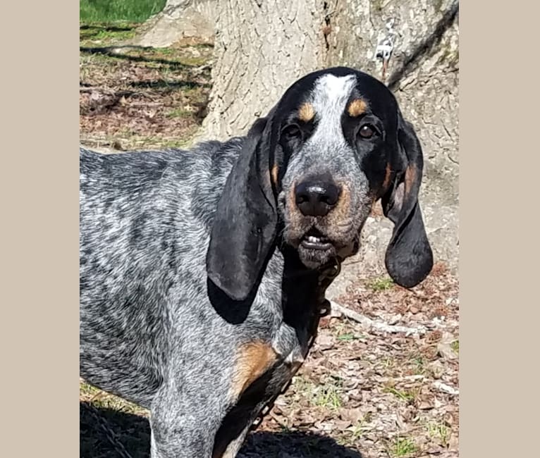 Bawling Barkley, a Bluetick Coonhound tested with EmbarkVet.com