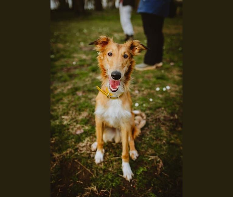 Photo of Dresden, a Silken Windhound  in Olympia, WA, USA