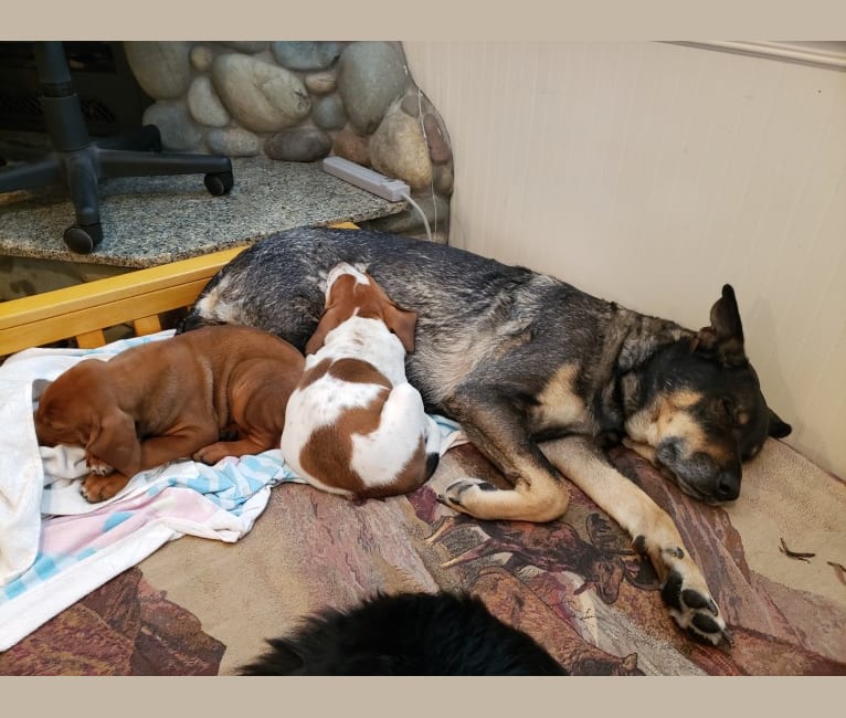 Photo of Wendy, a Rottweiler, Belgian Malinois, German Shepherd Dog, and Chow Chow mix in Stockton, California, USA