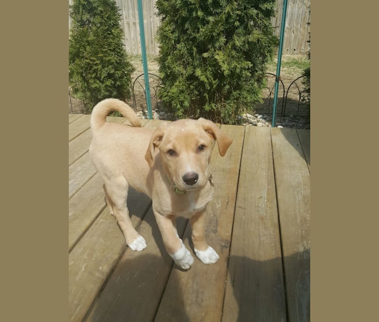 Izzy, a Labrador Retriever and Treeing Walker Coonhound mix tested with EmbarkVet.com