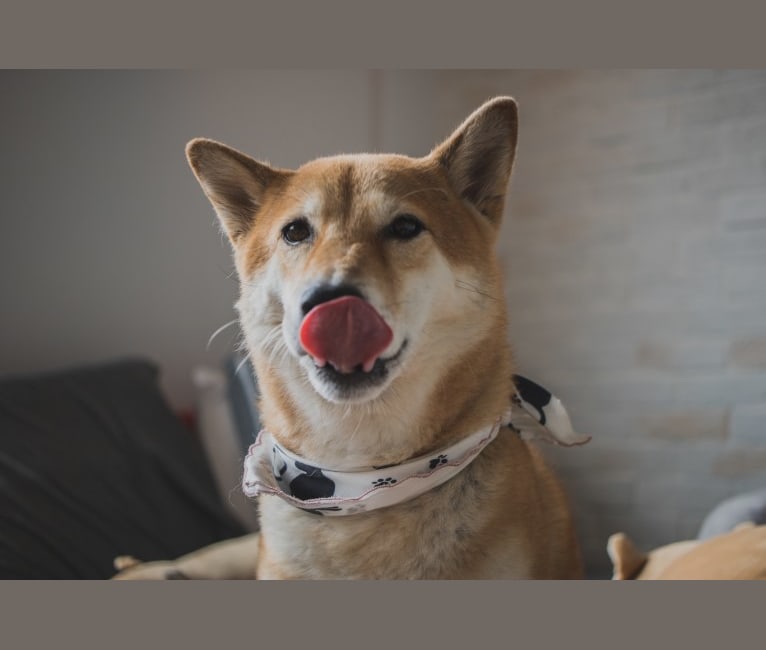 Chewy, a Shiba Inu tested with EmbarkVet.com