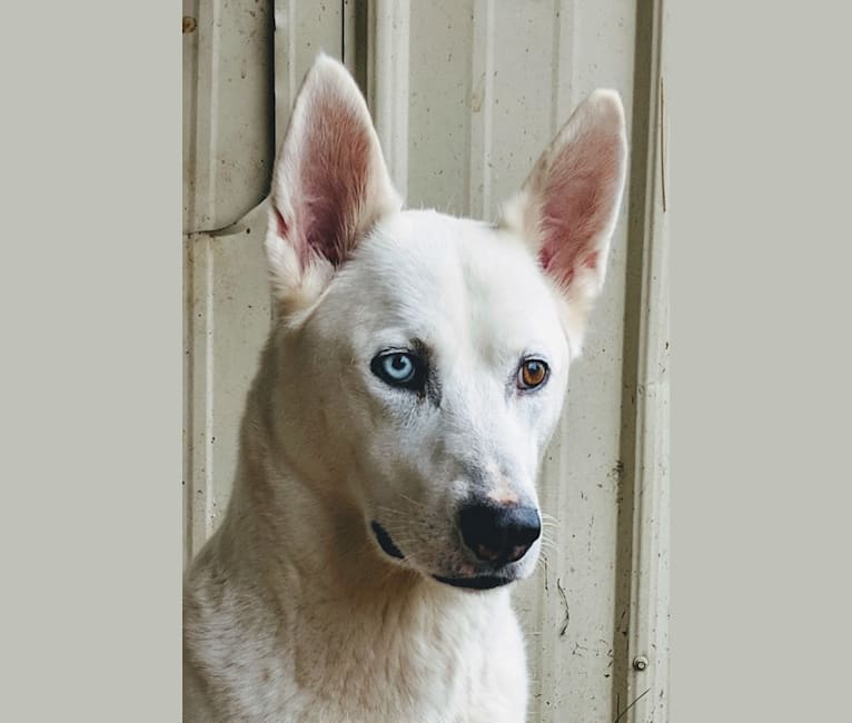Issah, a Siberian Husky and American Pit Bull Terrier mix tested with EmbarkVet.com