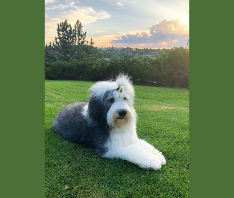 Hamish, an Old English Sheepdog (4.0% unresolved) tested with EmbarkVet.com