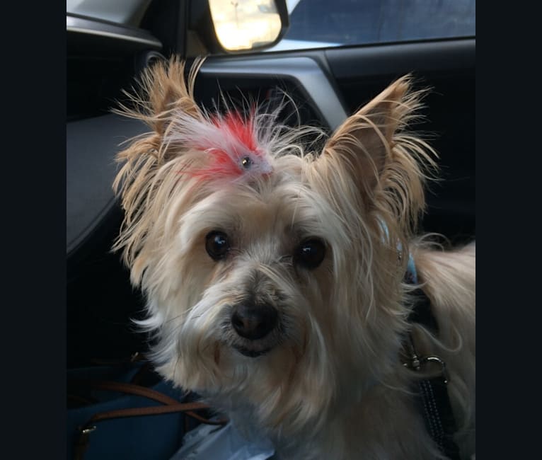 Daisy, a Maltese and Yorkshire Terrier mix tested with EmbarkVet.com