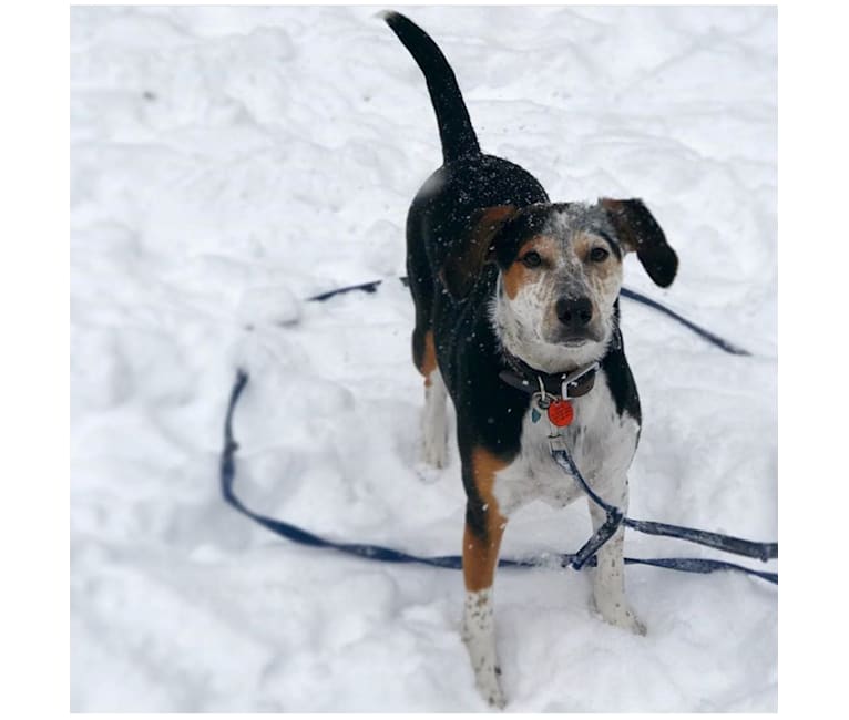 Crash, a Beagle and Staffordshire Terrier mix tested with EmbarkVet.com