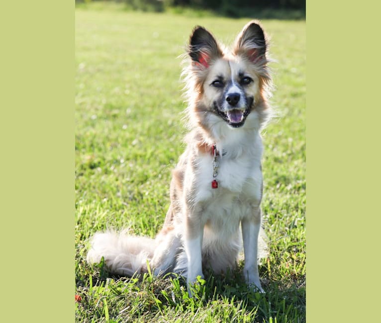 Siren, an American Eskimo Dog and American Pit Bull Terrier mix tested with EmbarkVet.com