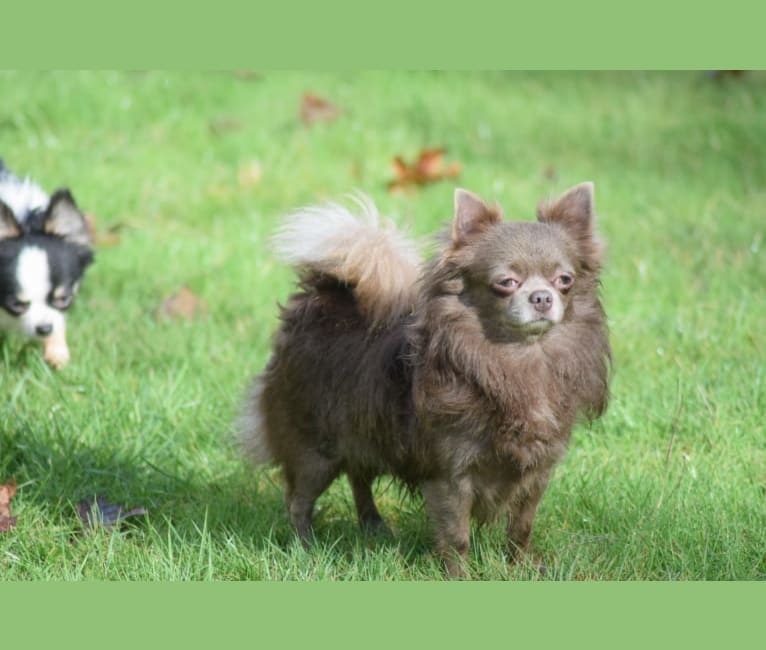 Swayze, a Chihuahua tested with EmbarkVet.com