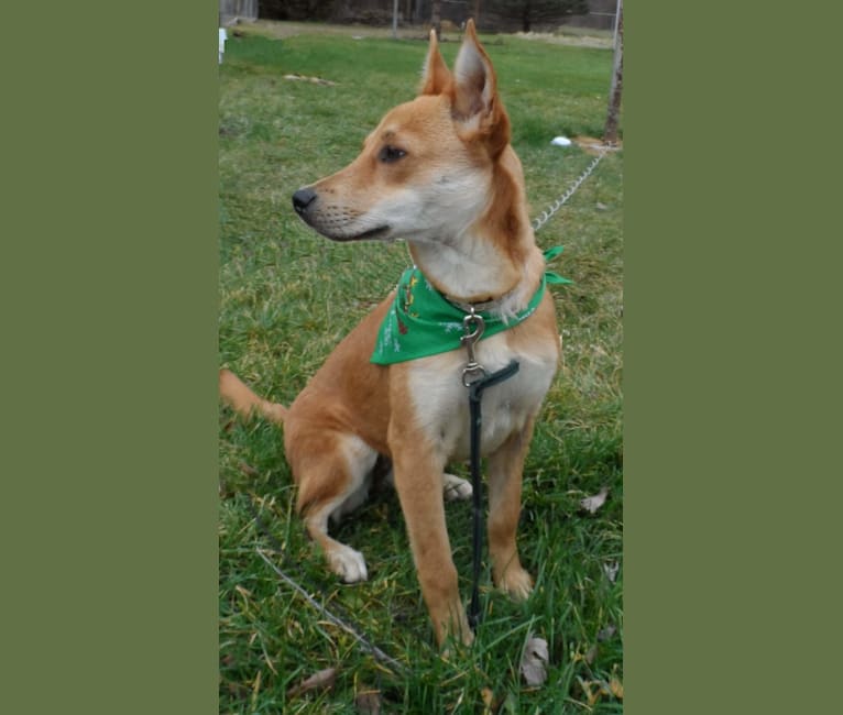 Tirzah, a Carolina Dog tested with EmbarkVet.com