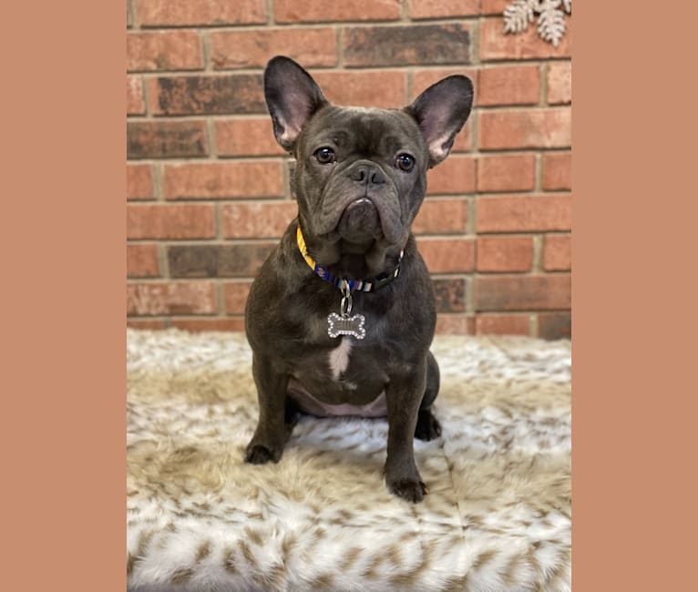Photo of Ellie, a French Bulldog  in Springfield, OH, USA