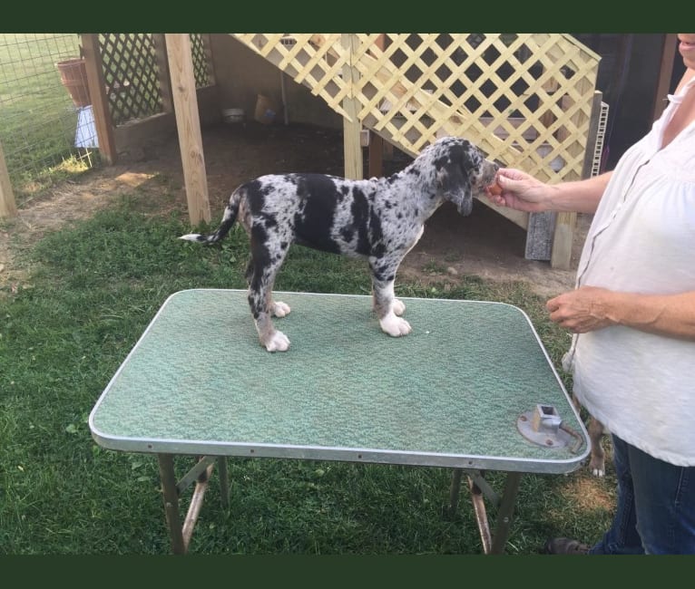 Bearhawke's Dixie Bella Blue "Dixie", a Catahoula Leopard Dog tested with EmbarkVet.com