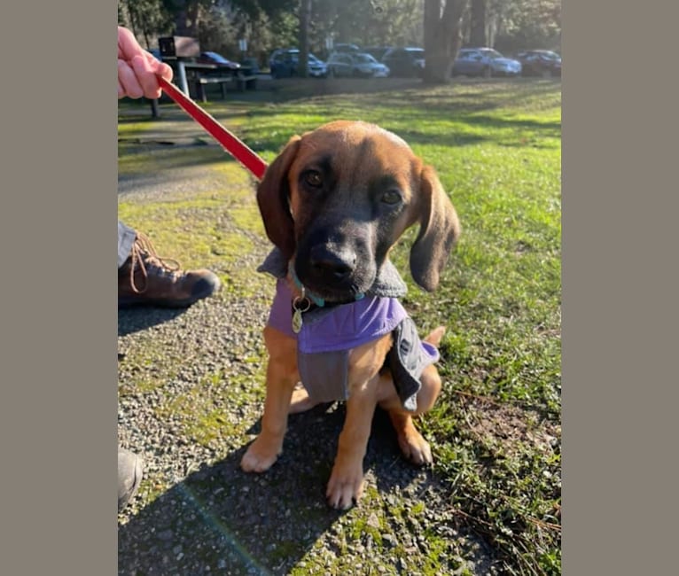 Beagle malinois mix best sale