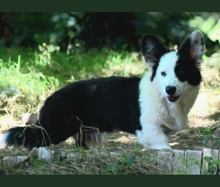 Photo of Major Point Jack Classic Clancy, a Cardigan Welsh Corgi  in Russia