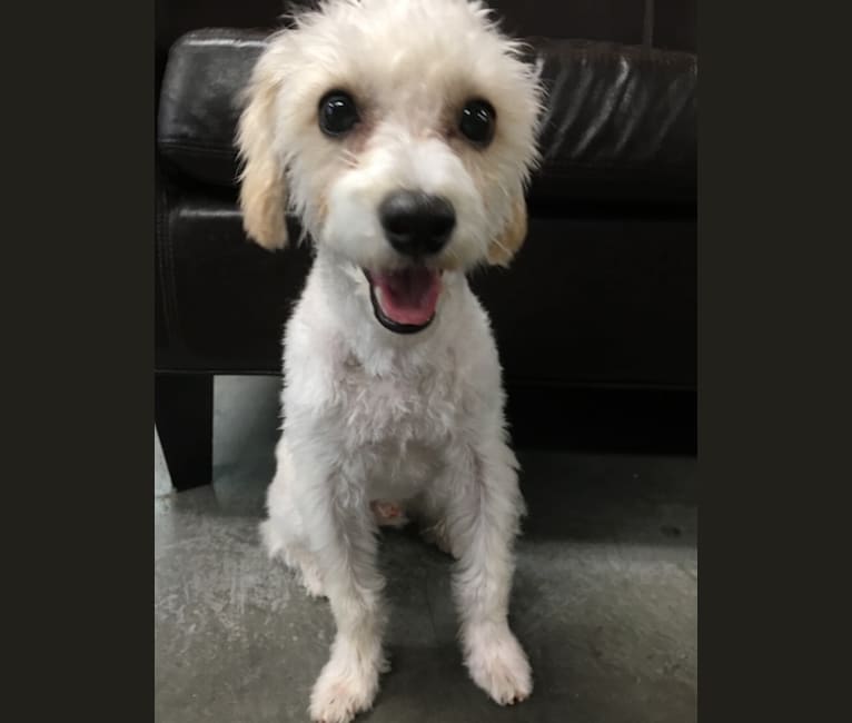 Embark Dog DNA Test Breed