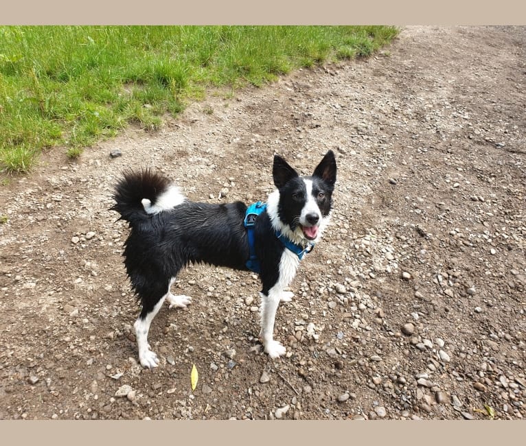 Jac, a Samoyed and Border Collie mix tested with EmbarkVet.com