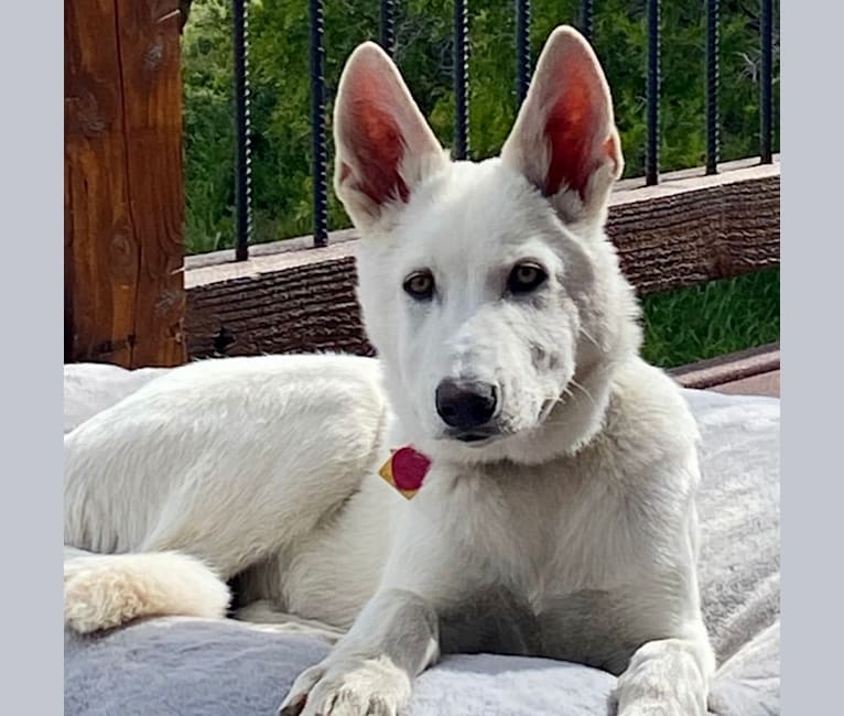 Nanuq a dog tested with EmbarkVet.com