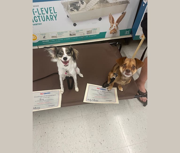 Puppy dna test petsmart store