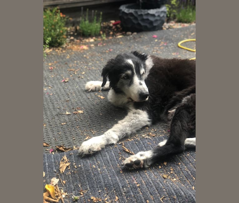 Border collie dingo mix store