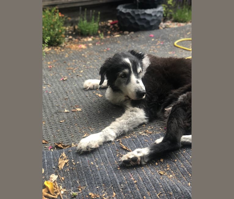 Dingo aka Mr D, a Border Collie and English Springer Spaniel mix tested with EmbarkVet.com